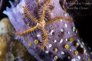 Star in a Sponge, Mahahual Mexico by Alejandro Topete 